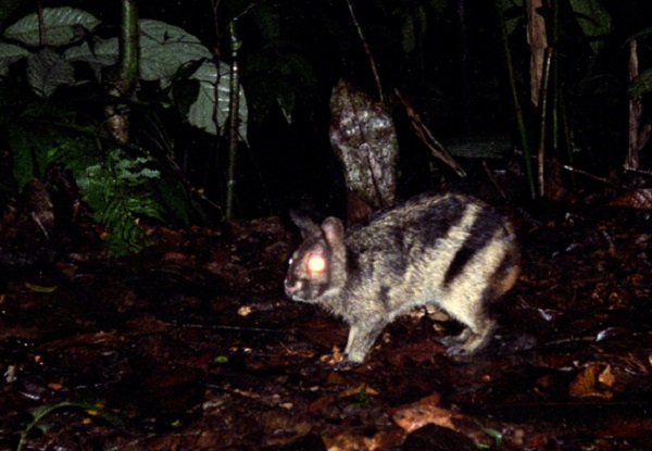 Coniglio striato di Sumatra