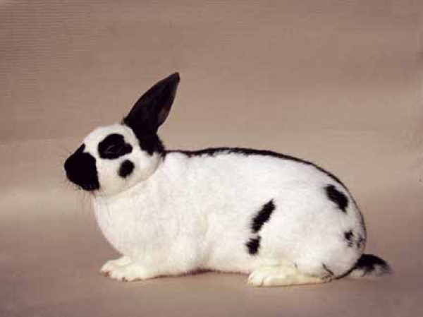 Coniglio maschio di razza "Pezzata Piccola"