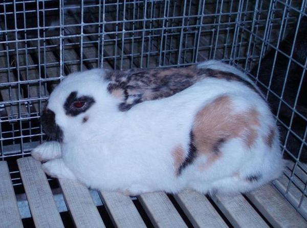 Coniglio maschio di razza "Pezzata Tricolore"