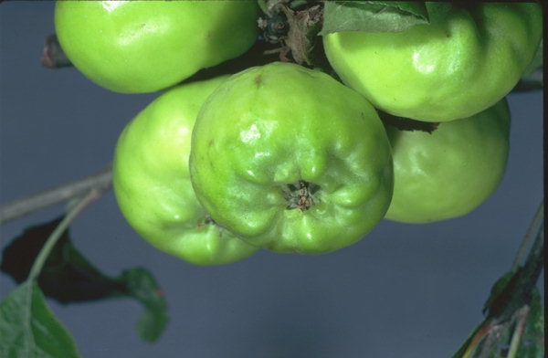Danni sui frutti provocati da Afide grigio del melo