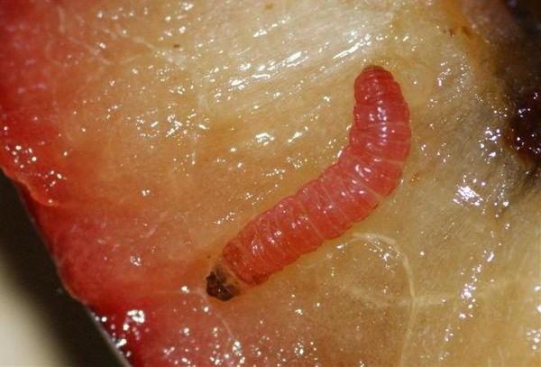 Larva di Carpocapsa - Cydia pomonella L.