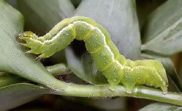 Larva di Plusia del pomodoro Chrysodeixis chalcites