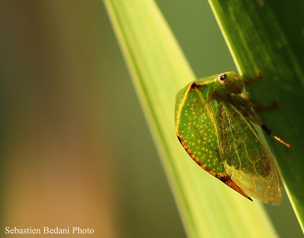 Cicadella bufalo - Stictocephala bisonia