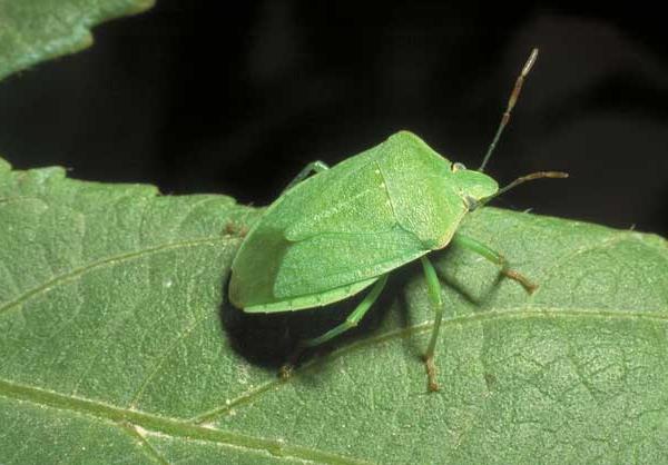 Adulto di Cimice verde