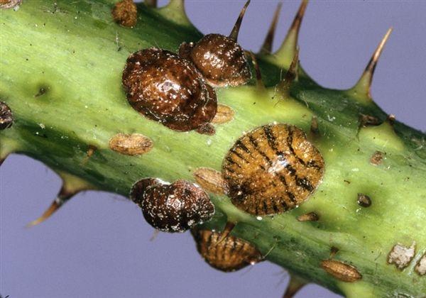 Giovani femmine di Cocciniglia del corniolo