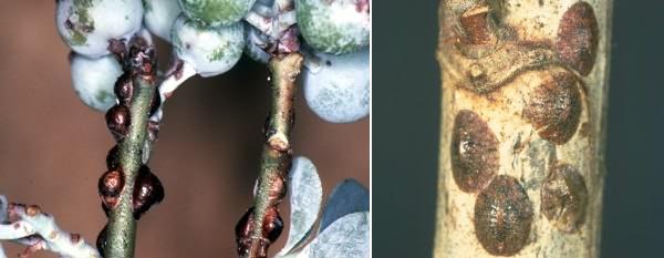 Cocciniglia del nocciolo - Eulecanium coryli