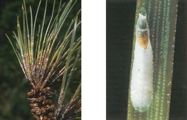Cocciniglia del pino nero - Leucaspis pini