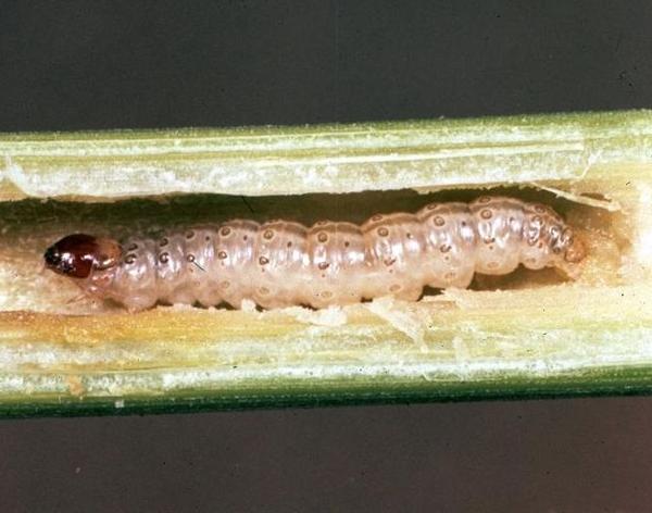 Larva di Piralide del mais - Ostrinia nubilalis (Hb.)