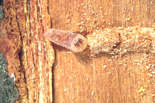 Larva di Scolitide