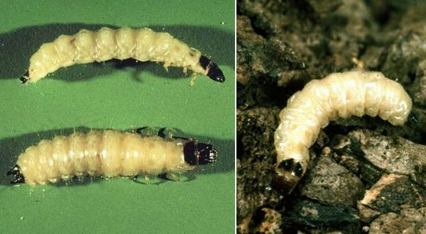 Larva di Struggigrano