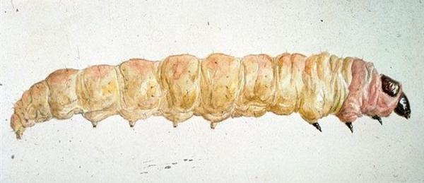 Larva di Tignola della patata