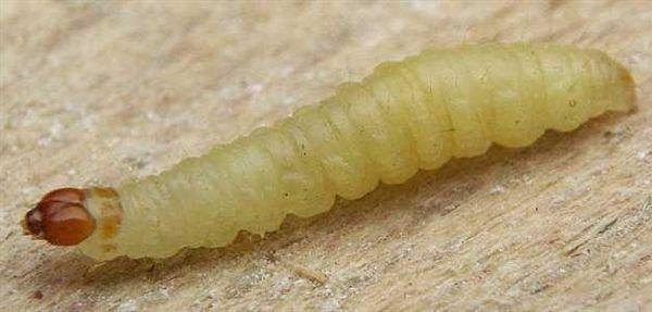Larva di Tignola fasciata del grano - Plodia interpunctella Hb.