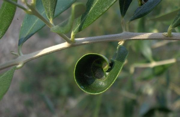 Danno provocato da Tripide dell'olivo