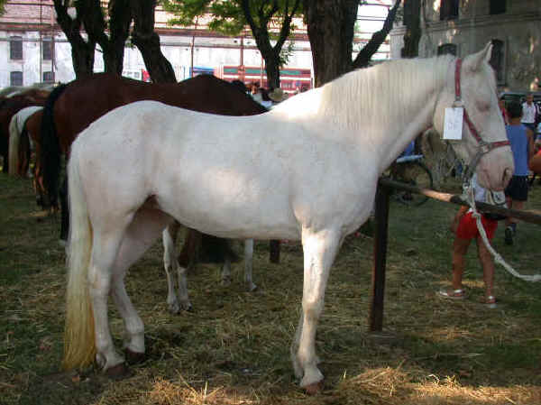 Cavallo Albino