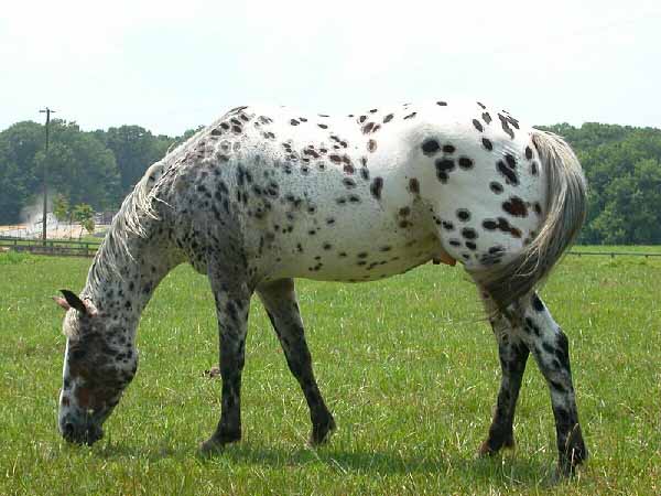 Cavallo Appaloosa 