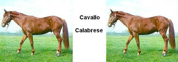Cavallo Calabrese 