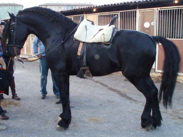 Cavallo Friesian (o Frisone Occidentale) 