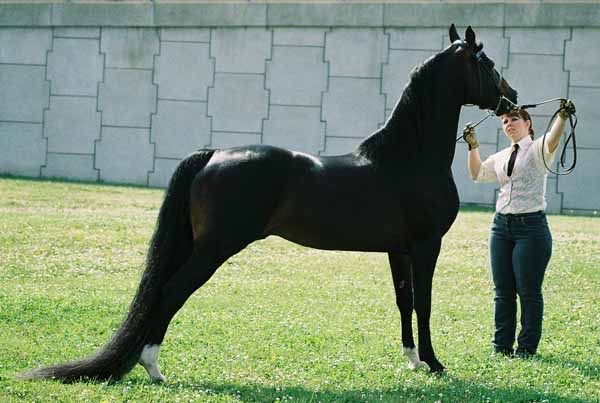 Morgan Horse