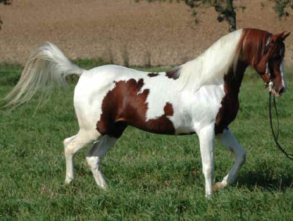 Cavallo Quarab