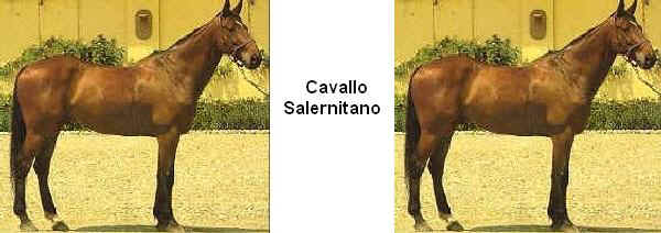 Cavallo Salernitano 