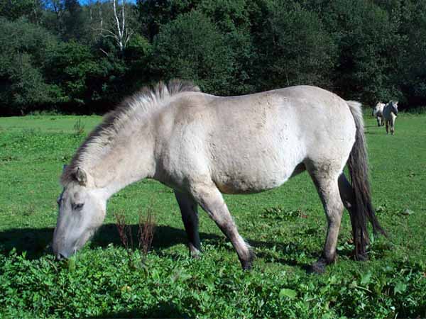 Tarpan allo stato brado