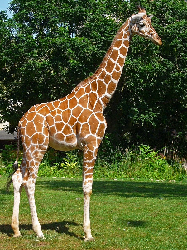 Giraffa della Somalia