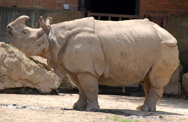 Rinoceronte indiano