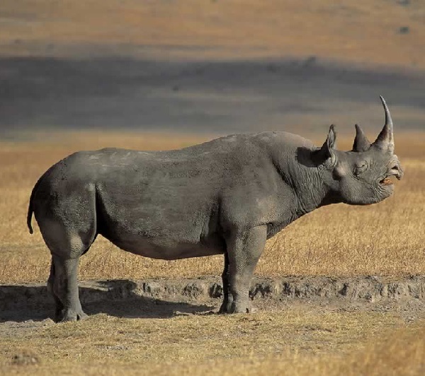 Rinoceronte nero africano