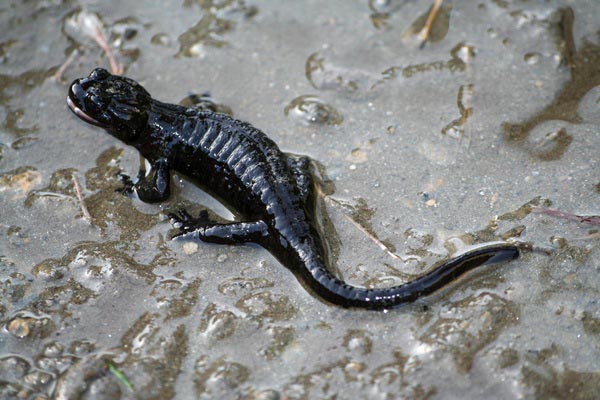 Salamandra di Lanza