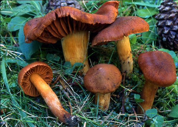 Cortinarius orellanus