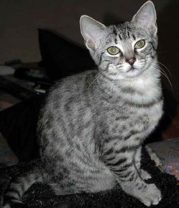 Gatto Egyptian Mau