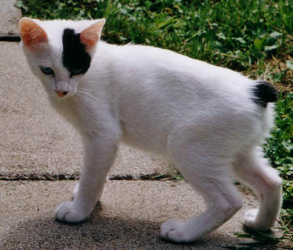 Razze gatti: Japanese Bobtail a pelo corto