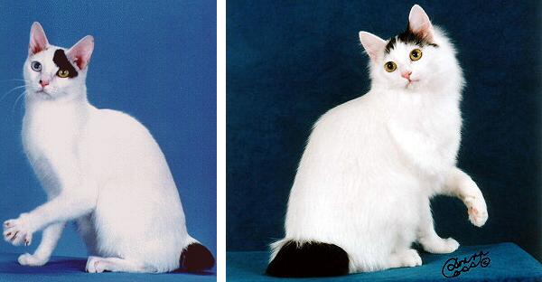 Razze gatti: Japanese Bobtail a pelo corto