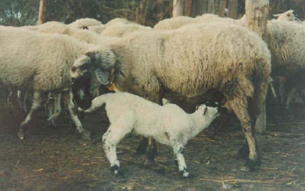 Pecore di razza Bagnolese