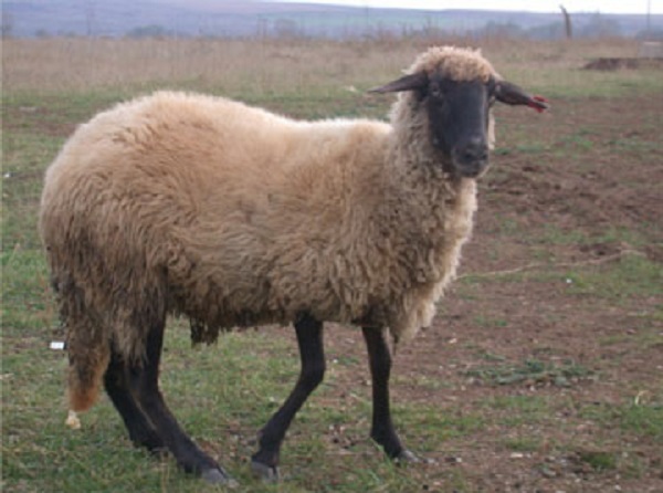 Pecora di razza Kosova