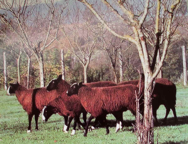 Pecore di razza Zwartbles al pascolo