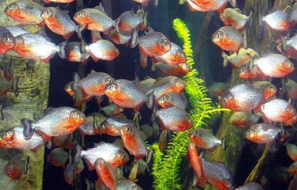 Acquario di Cala Gonone