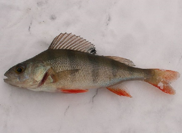 Pesce Persico