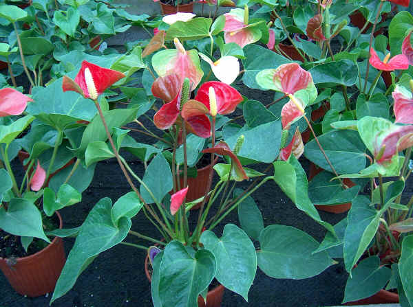 Anthurium andreanum Red Champion