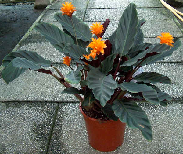 Piante da vaso: calathea, calatea, calathea backemiana, calathea ... Calathea foglie secche