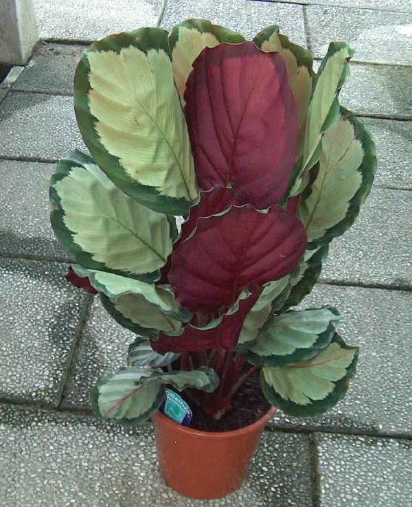 Piante da vaso: calathea, calatea, calathea backemiana, calathea ... Calathea foglie secche