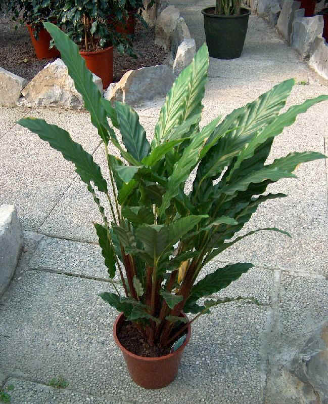Piante da vaso: calathea, calatea, calathea backemiana, calathea ... Calathea foglie secche