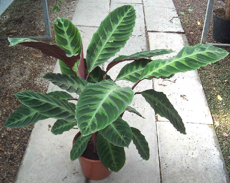 Piante da vaso: calathea, calatea, calathea backemiana, calathea ... Calathea foglie secche