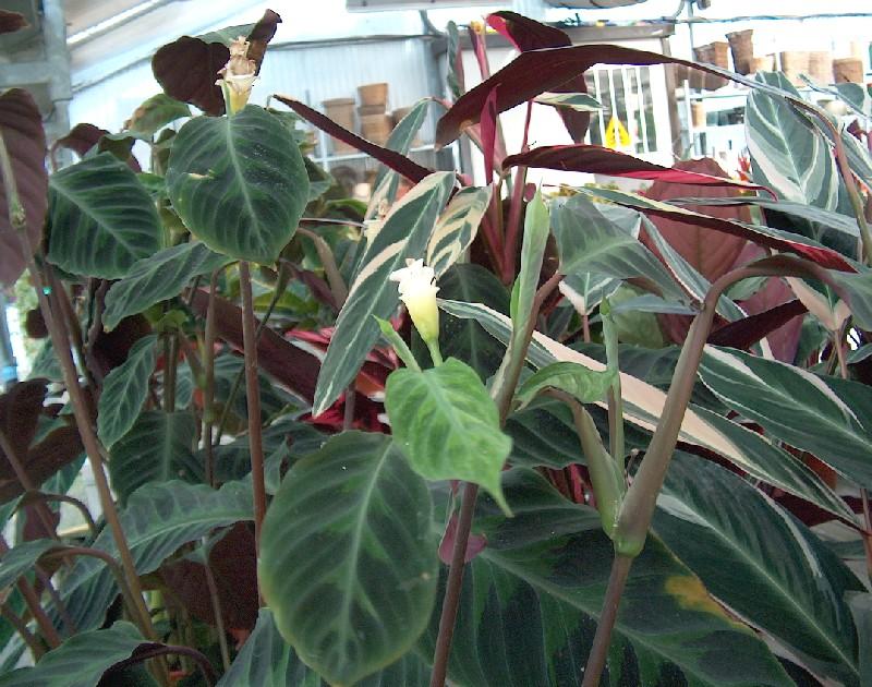 Piante da vaso: calathea, calatea, calathea backemiana, calathea ... Calathea foglie secche