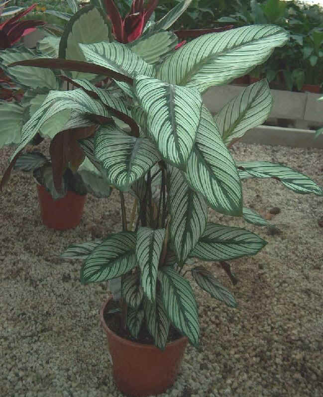 Piante da vaso: calathea, calatea, calathea backemiana, calathea ... Calathea foglie secche