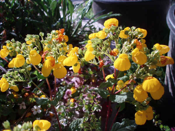 Piante da vaso calceolaria fiore scarpetta calceolaria for Fiori piante perenni