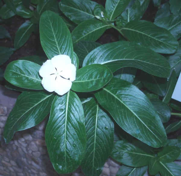 Catharanthus roseus varieta' albus