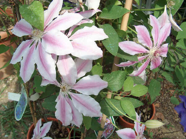Clematis Nelly Moser "Ibrido Gruppo Patens" - Clematide