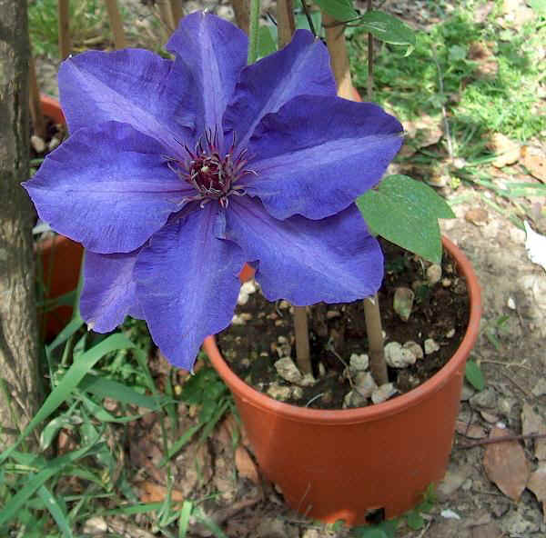 Clematis The President "ibrido Gruppo Patens"