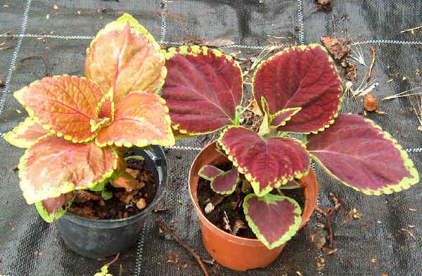 Piante da vaso: coleus blumei, coleus thyrsoideus, coleus verschaffeltii Aiuole da terrazzo